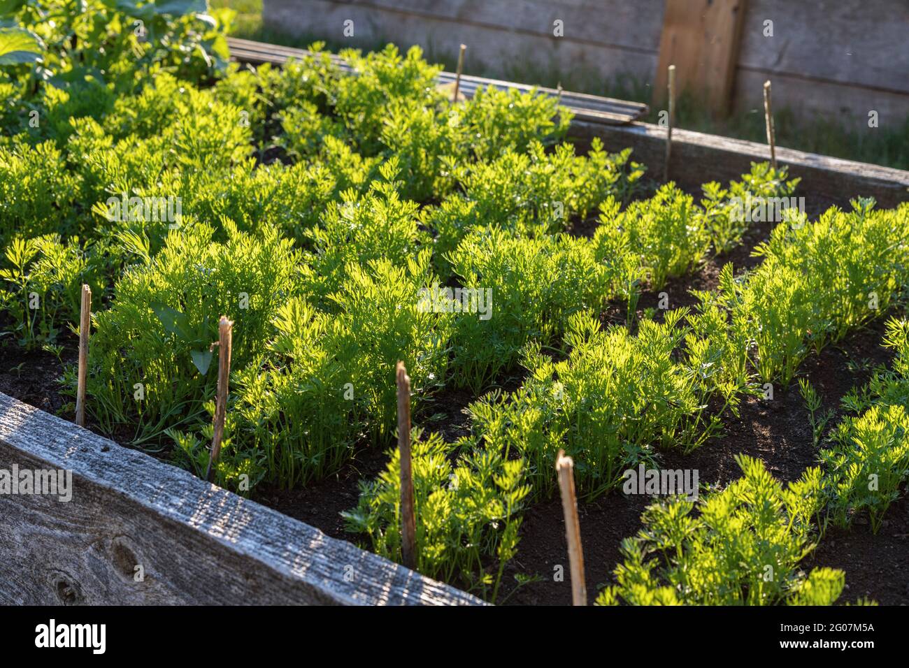 Carote che crescono in orto letto .giardino comunitario nel parco pubblico locale. Coltivare cibo in una fattoria o cortile. Foto Stock