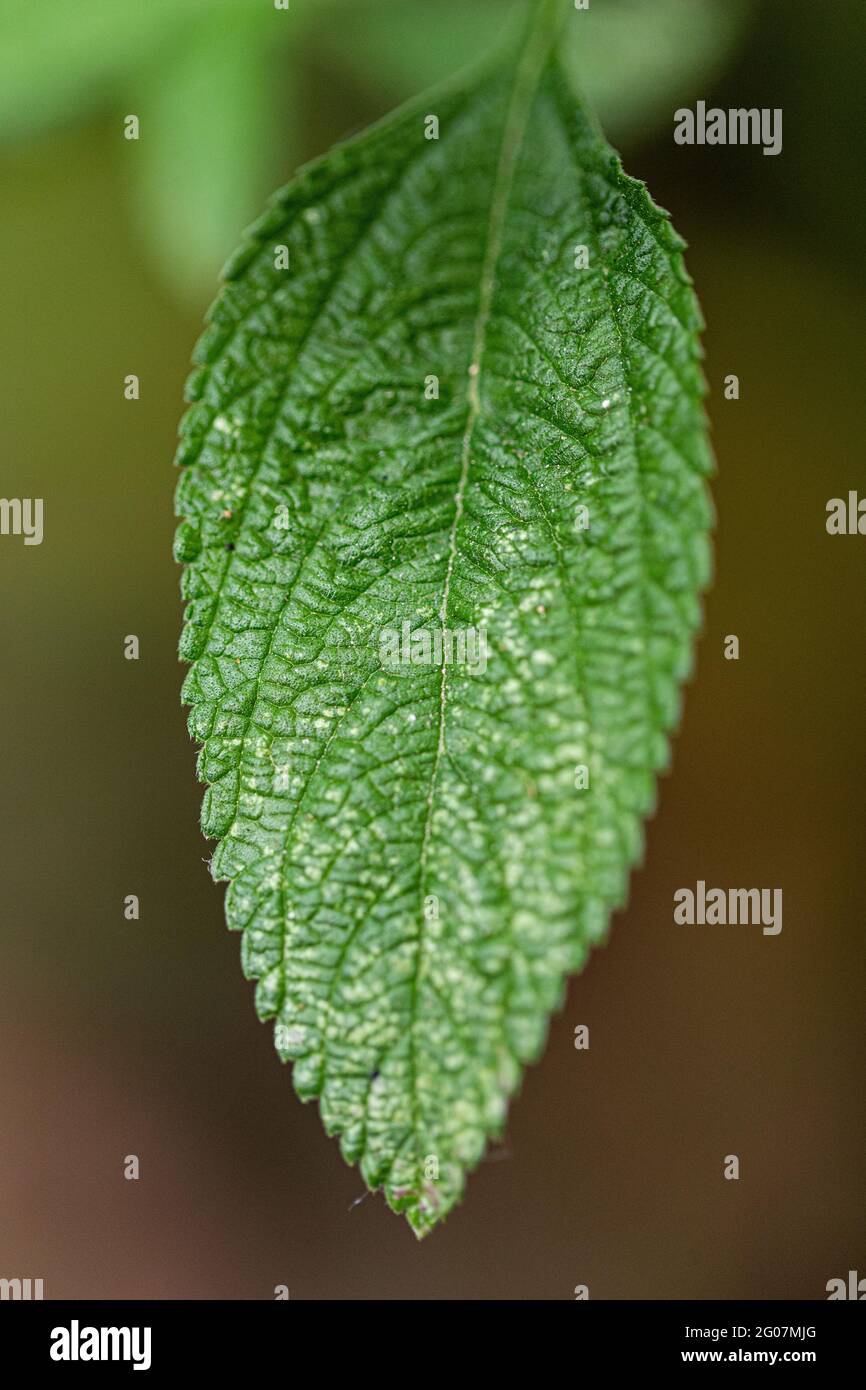 Fuoco selettivo di una foglia verde Foto Stock