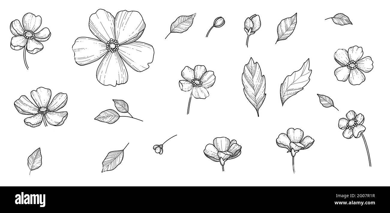 Free Hand Sakura flower Vector Set, bella linea art Beautiful Beach Blossom isolato su sfondo bianco. Stile realistico disegnato a mano Illustrazione Vettoriale