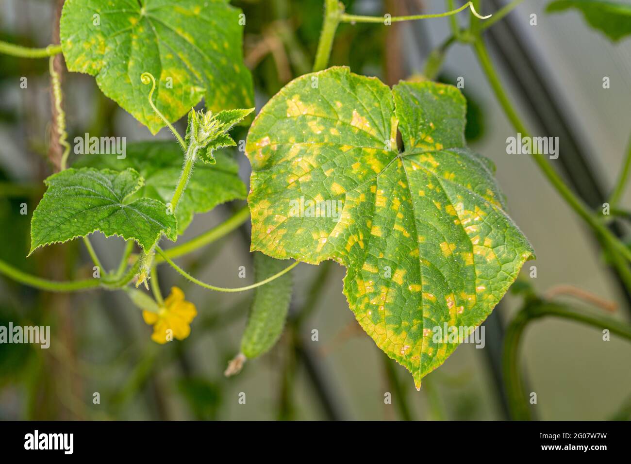 Peronosporosi del cetriolo. Pseudoperonosporo cubensis. Foglie di piante di cetrioli malate in una serra Foto Stock