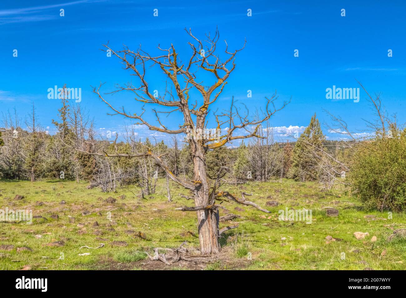 Morto snag in un campo con cielo blu Foto Stock