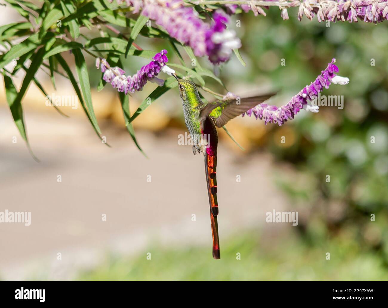 Hummingbird mangiare un fiore di leucatha di Salvia Foto Stock