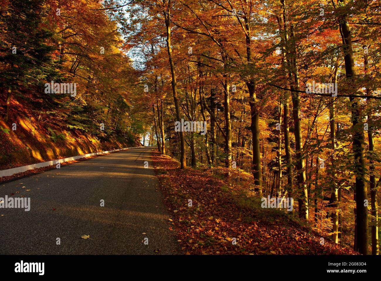 FRANCIA, BAS-RHIN (67), SAINT-NABOR, ROTTA D109 VERSO MONT SAINTE-ODILE IN AUTUNNO Foto Stock