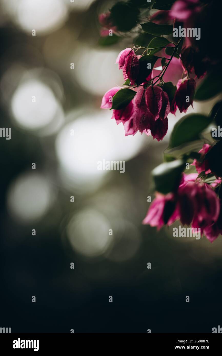 Fiori tropicali rosa su cespugli verdi con sfondo sfocato Foto Stock