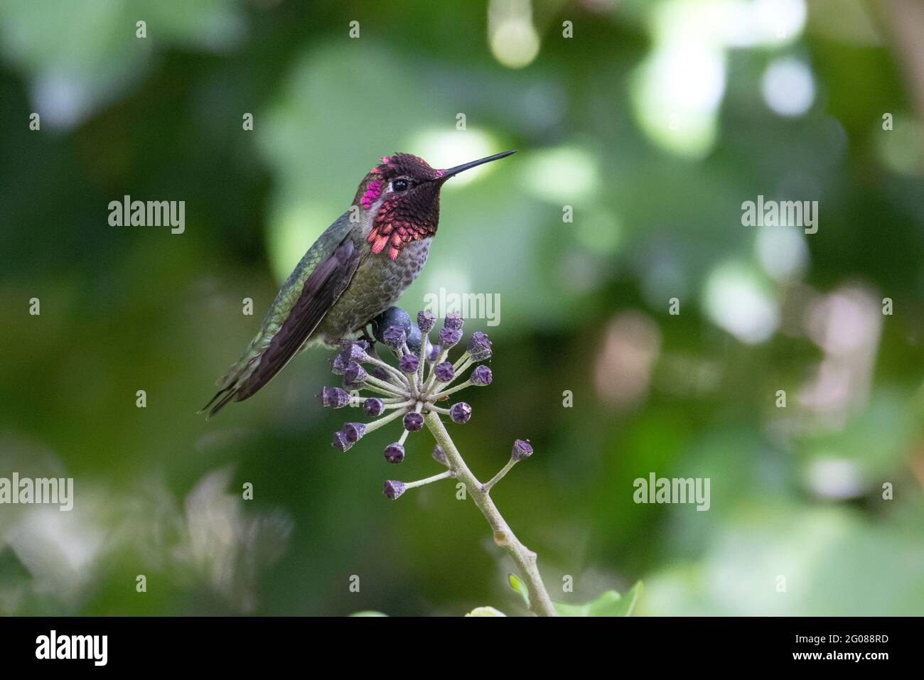 uccello di colibrì di anna a Vancouver BC Canada Foto Stock