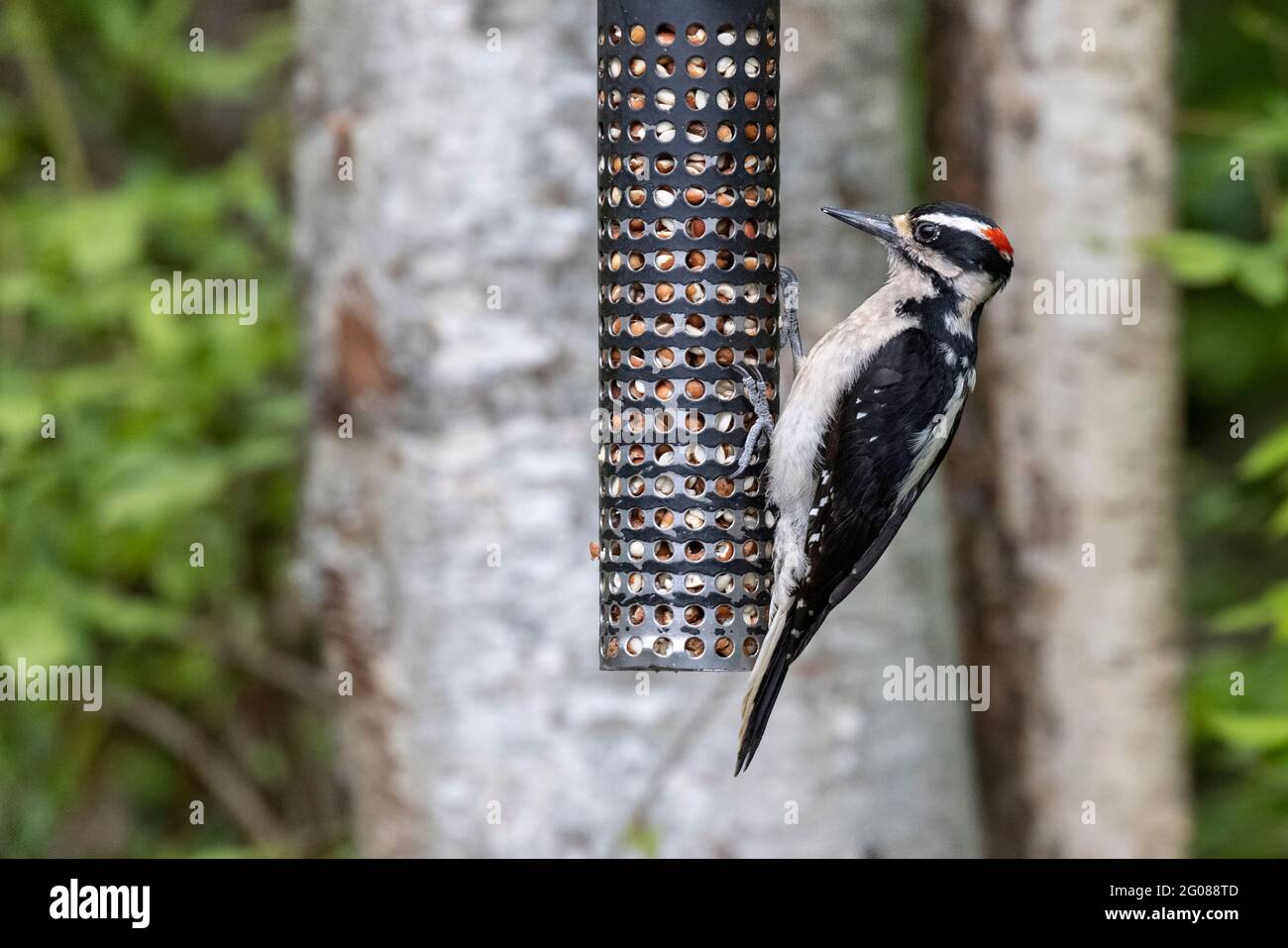 Uccello picchio peloso a Vancouver BC Canada Foto Stock