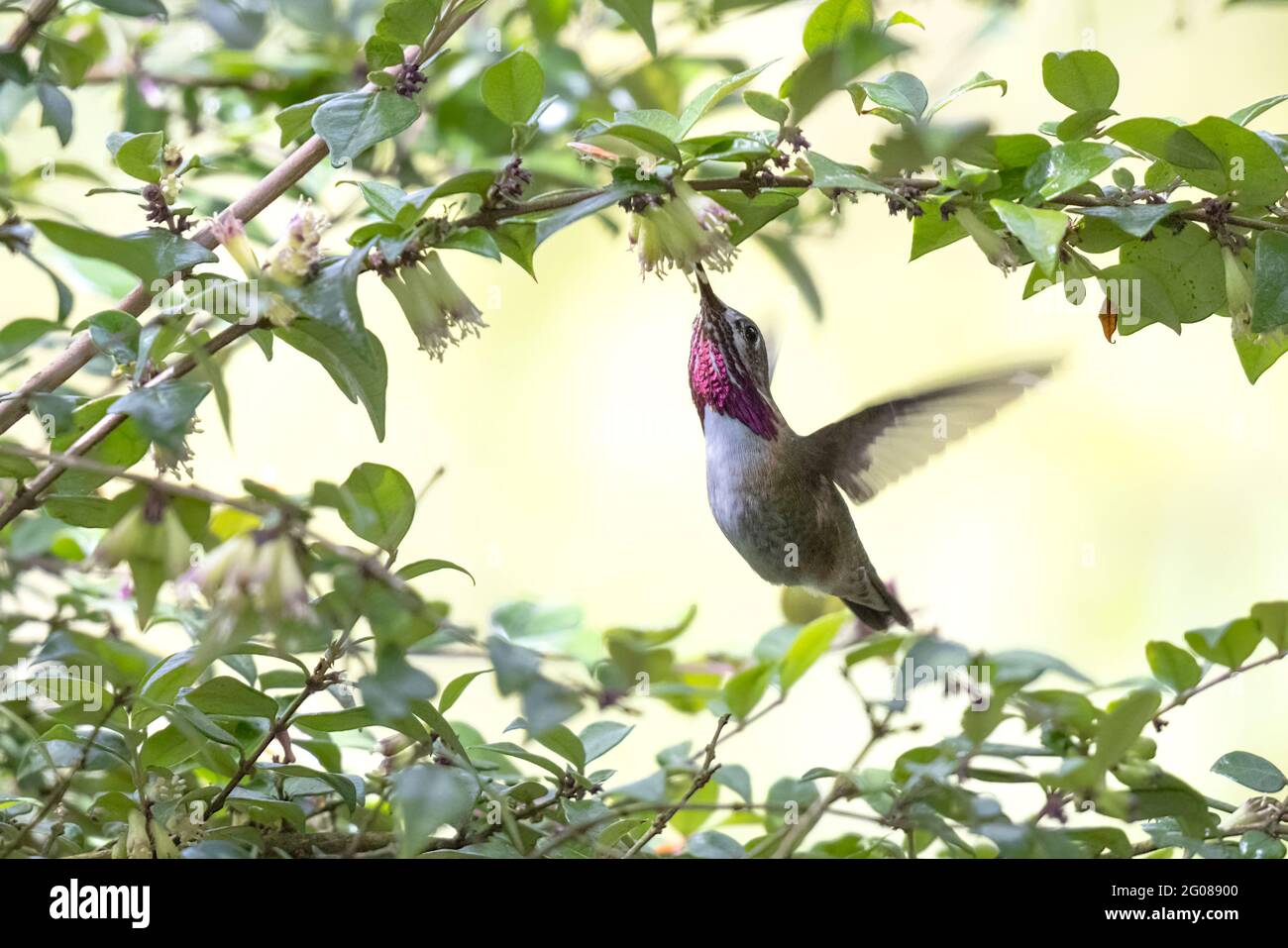 Calliope Hummingbird Bird a Vancouver BC Canada Foto Stock