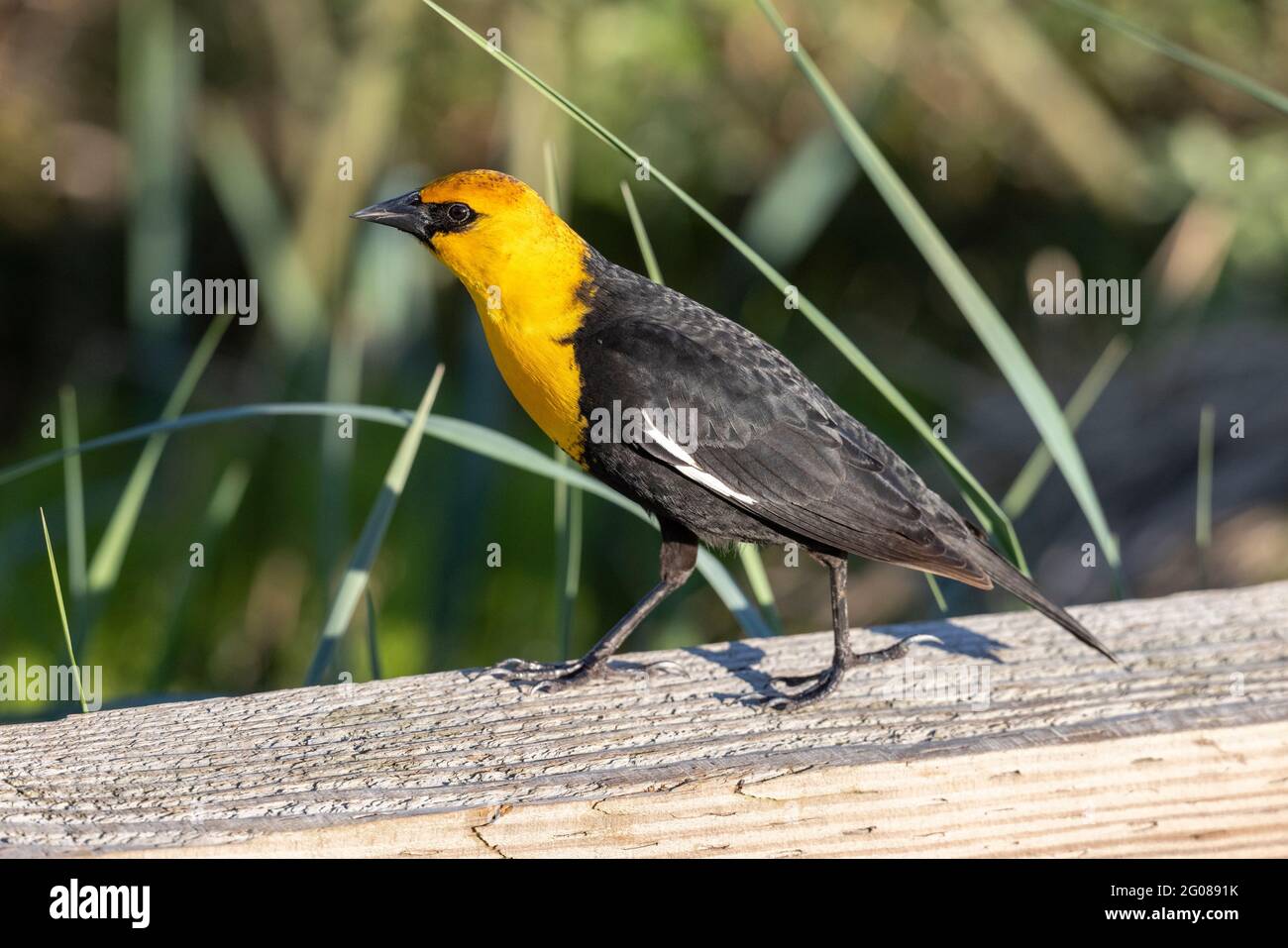 Giallo testa di ricatto a Vancouver BC Canada Foto Stock