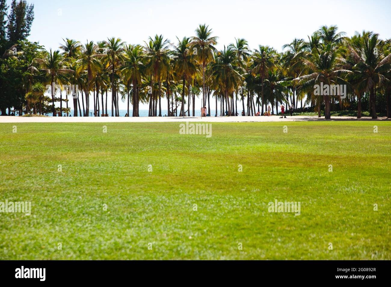 Incredibile spiaggia tropicale con palme e erba Foto Stock