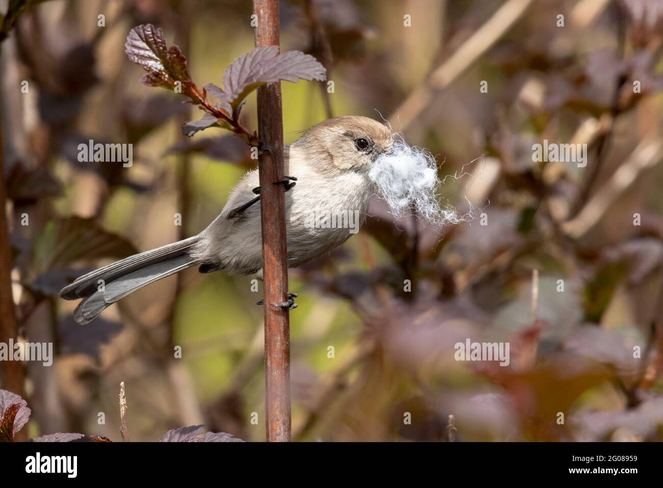 Bushtit che raccoglie il materiale di nido a Vancouver BC Canada Foto Stock
