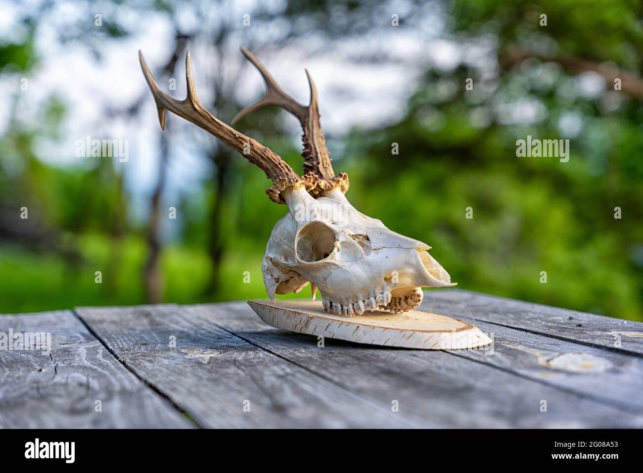 Trofeo cranio cervi su un tavolo di legno Foto Stock