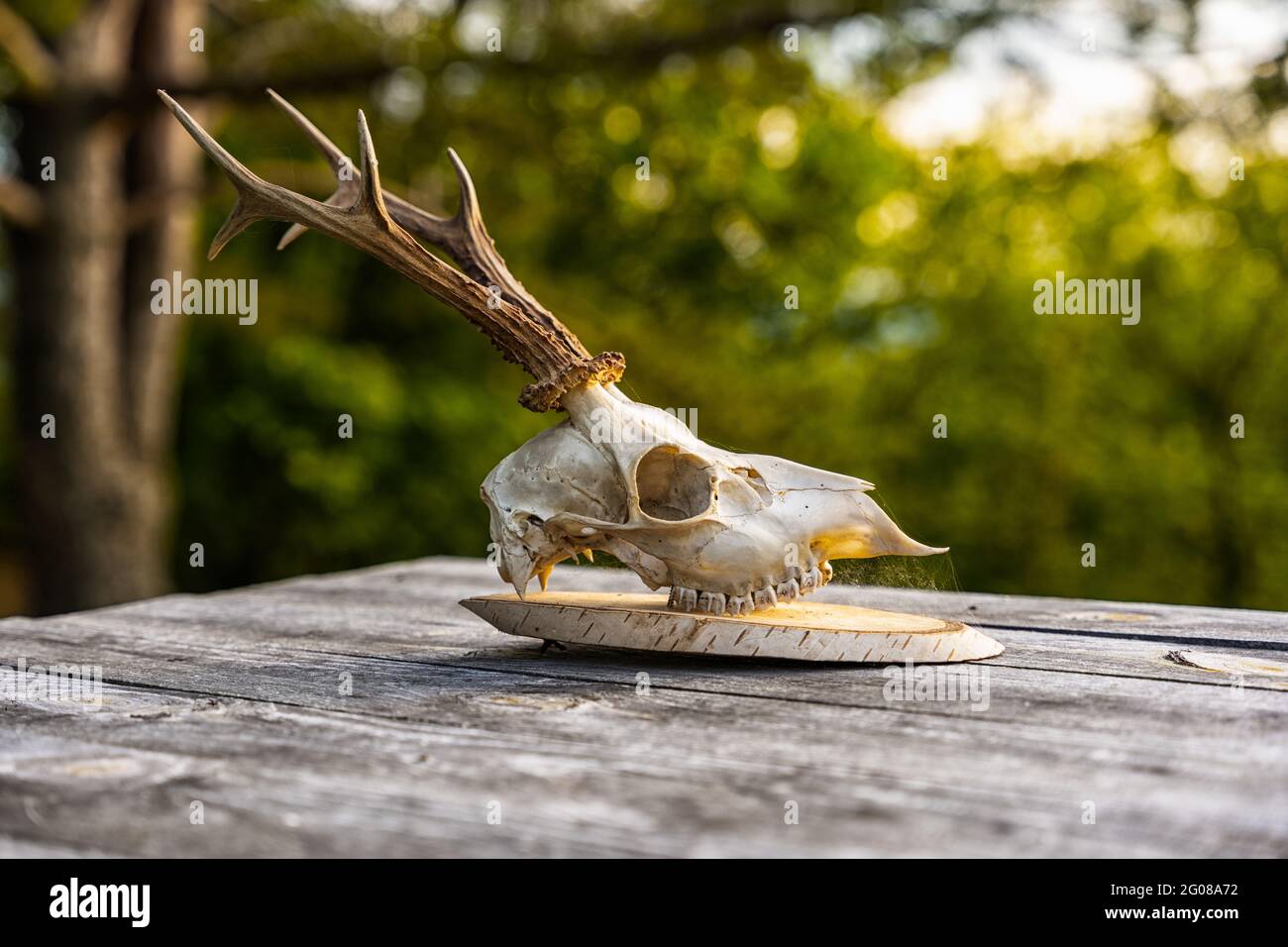 Trofeo del cranio di cervo su un tavolo di legno durante il tramonto Foto Stock