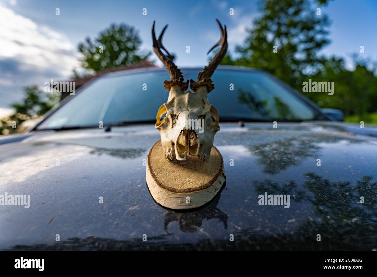 Cervo cranio trofeo su una macchina che la rende spaventosa e post apocalittica Foto Stock
