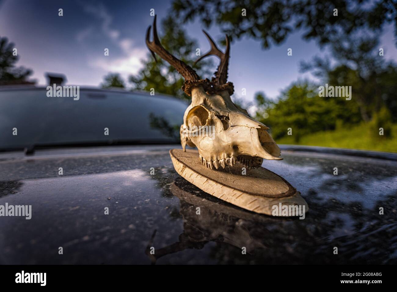 Cervi cranio trofeo su una macchina che la rende post apocalittico Foto Stock