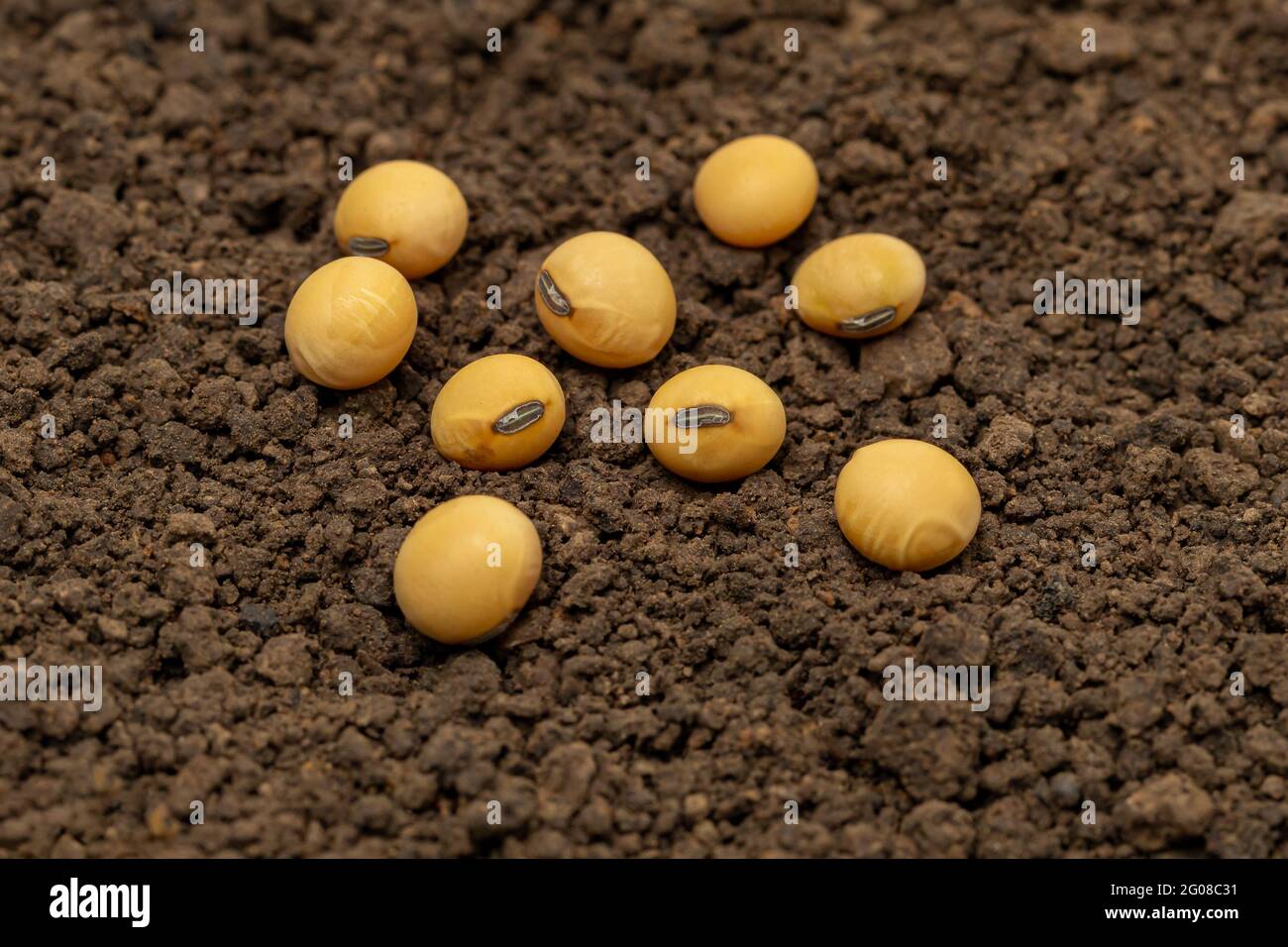 Closeup di seme di soia in suolo. Concetto di agricoltura, agricoltura e prodotti della soia Foto Stock