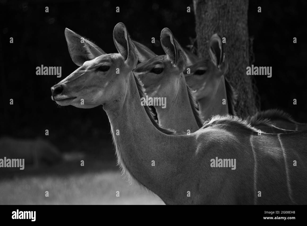 Animali selvatici e mammiferi naturali e uccelli Foto Stock