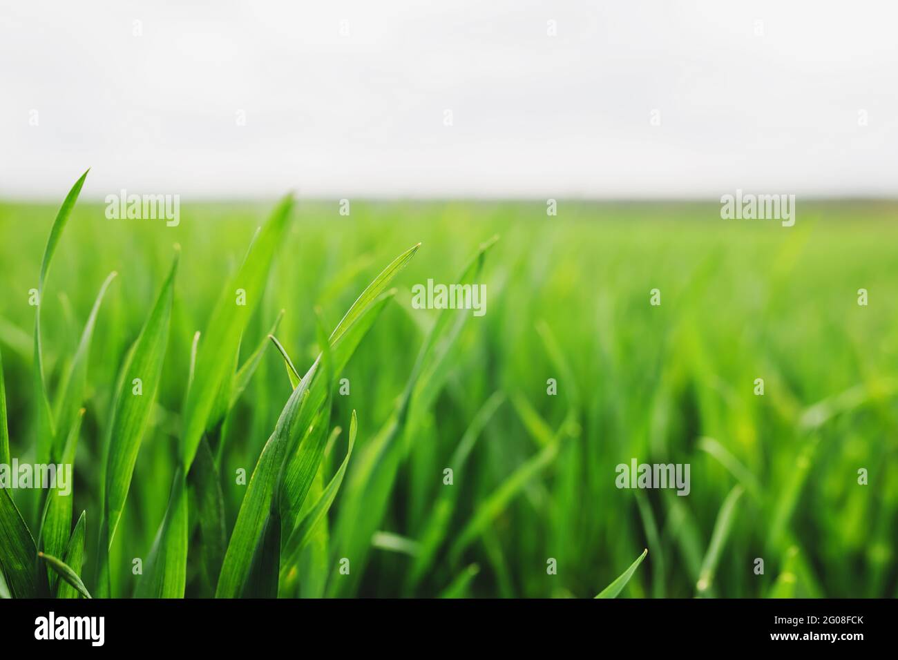 Campi verdi infiniti di fattoria con grano e mais in primavera. Foto di alta qualità Foto Stock