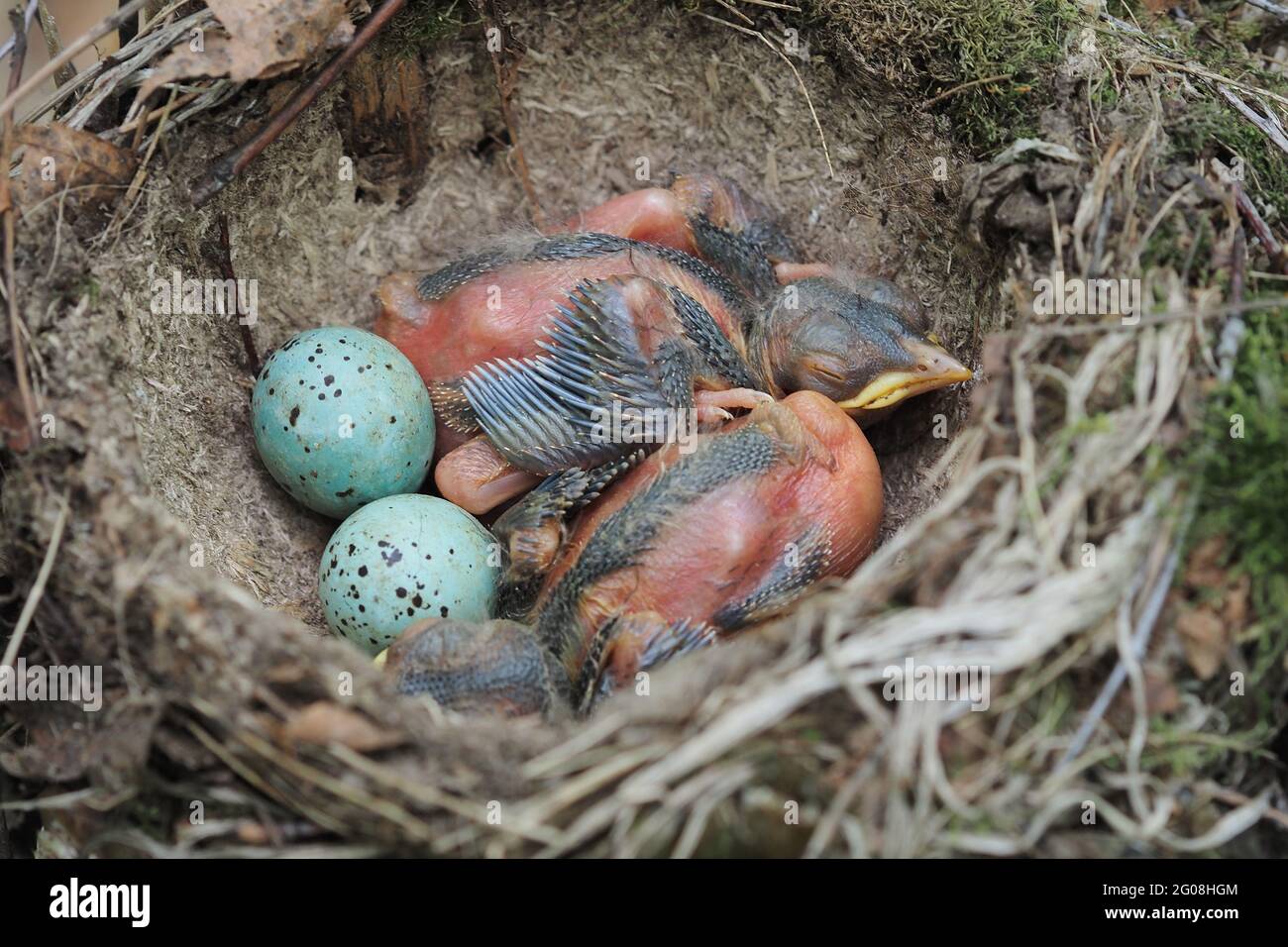 Un nido d'uccello in natura. Pulcini covati e uova nel nido nel loro nestbitat naturale di uccello HAA. Foto Stock