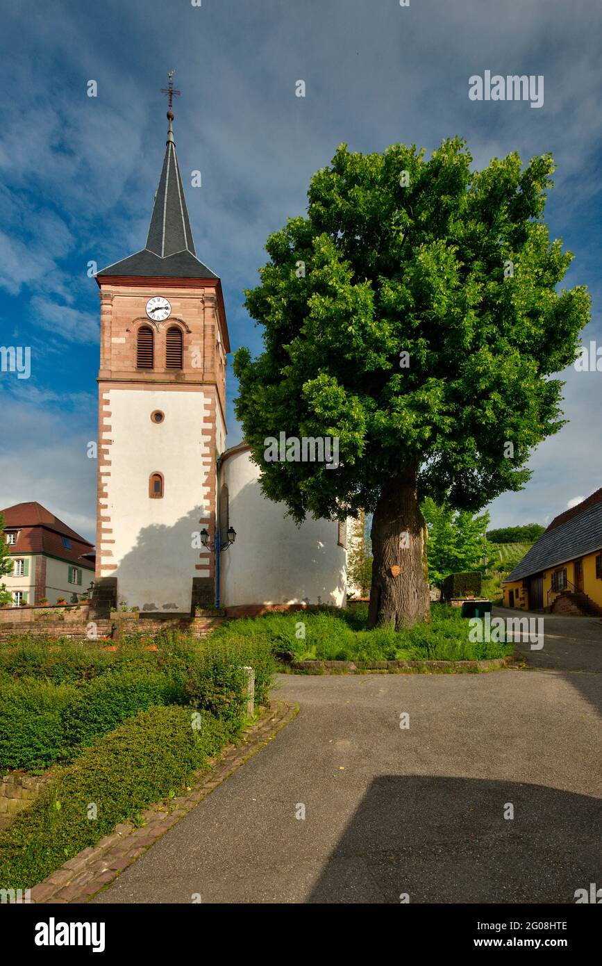 FRANCIA, BAS-RHIN (67), VAL DE VILLE, ALBE, TIGLIO (ALBERO DI LIBERTÀ PIANTATO NEL 1795) E LA CHIESA DI SAINT-WENDELIN Foto Stock