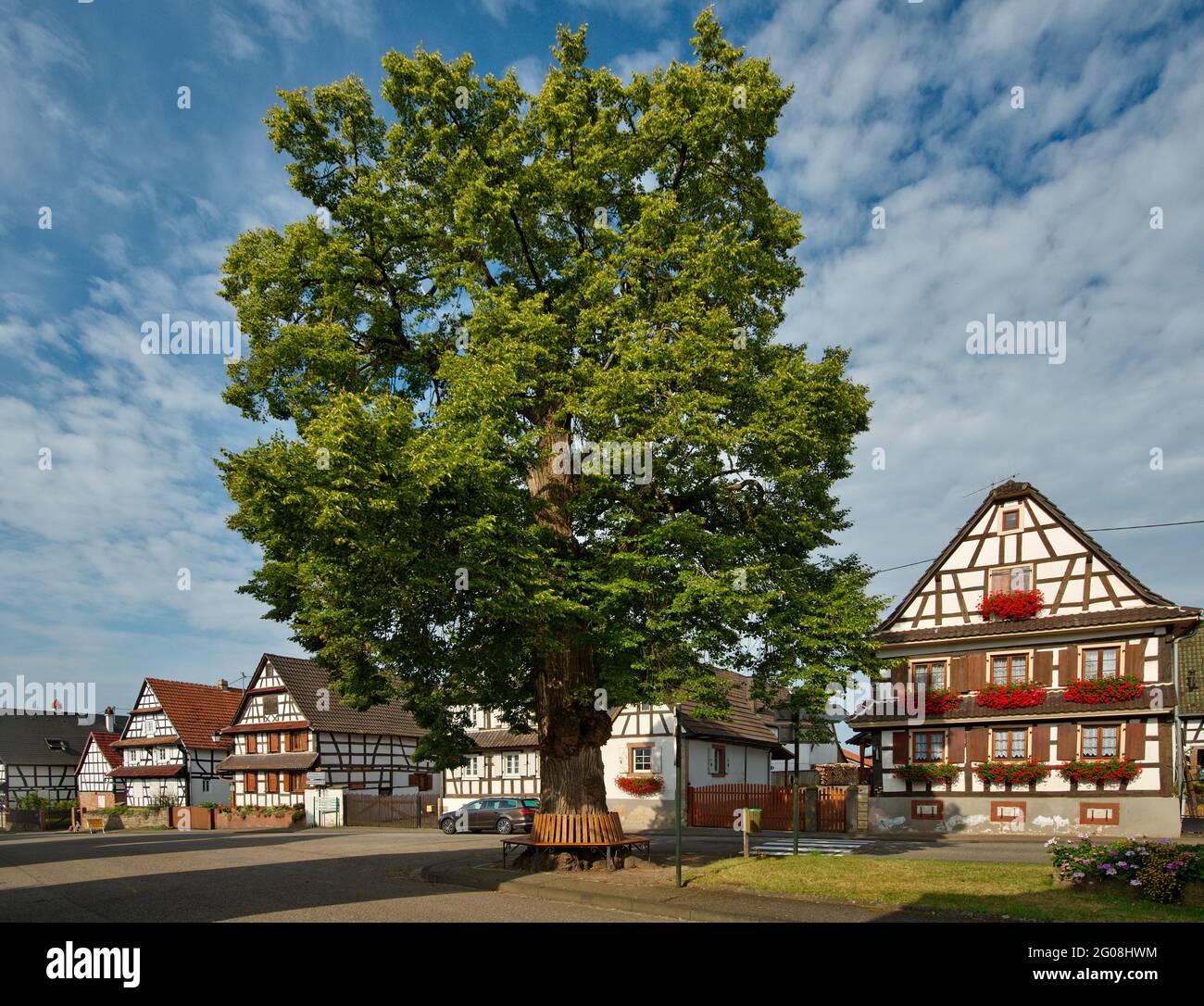 FRANCIA, BAS-RHIN (67), OUTRE-FORET, HOFFEN, RUE DU TILLEUL, LIME HOFFEN (ALBERO DI LIBERTÀ PIANTATO NEL 1795) Foto Stock