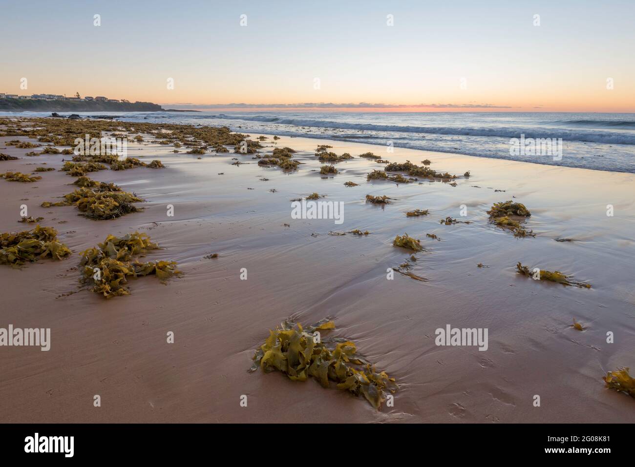 Golden Kelp (Ecklonia radiata) si è rivisitata sull'alta marea pre-alba a Culburra Beach (sud) sulla costa meridionale del nuovo Galles del Sud dell'Australia Foto Stock