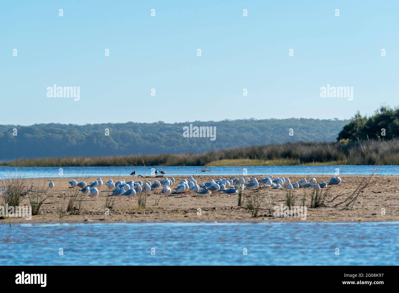 Un gregge di gabbiani d'argento che riposano e si stabiliscono per la serata al Lago Wollumbulla vicino a Culburra sulla costa meridionale del nuovo Galles del Sud di Austalia Foto Stock