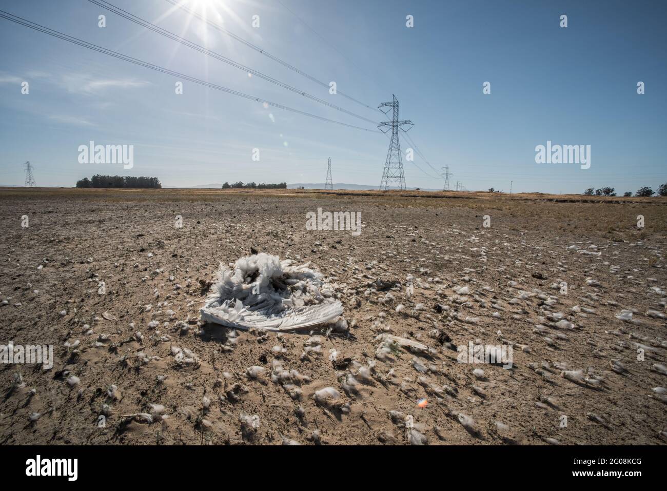 Un cigno morto di tundra (Cygnus columbianus) in California, uno dei milioni di uccelli uccisi a causa di una collisione con le linee elettriche. Foto Stock