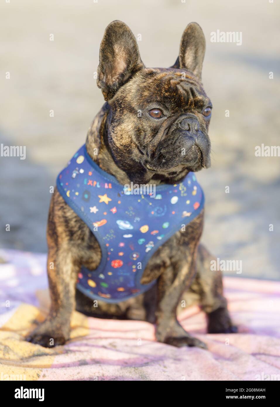 8-mese-Vecchio brindle Frenchie maschio cucciolo seduto su un telo da spiaggia e guardando via. Sandy Beach nel nord della California. Foto Stock