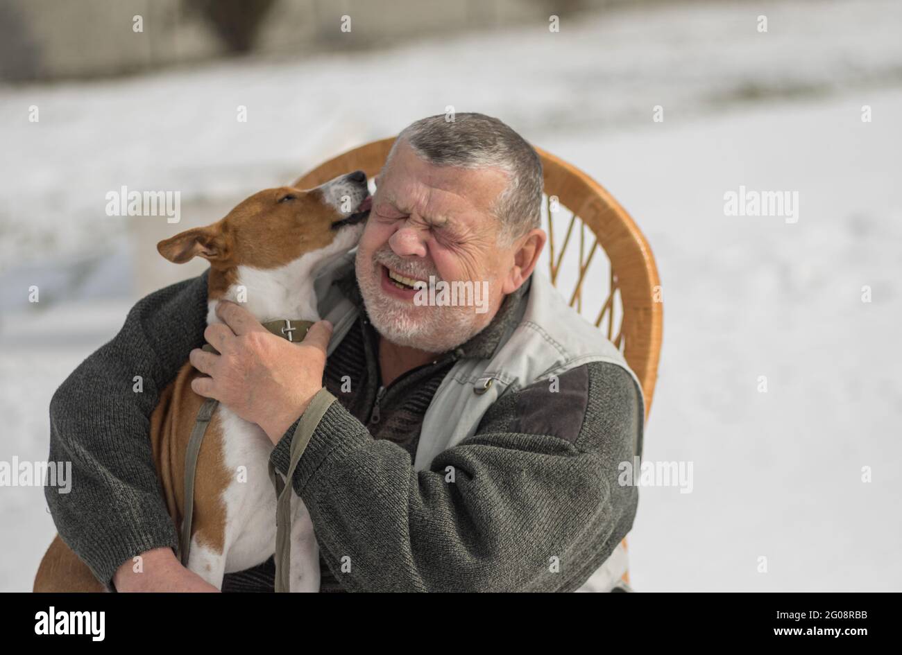 Carino cane basenji sussurra il suo amore maestro mentre si siede sulle mani di uomo caucasico anziano nella stagione invernale Foto Stock