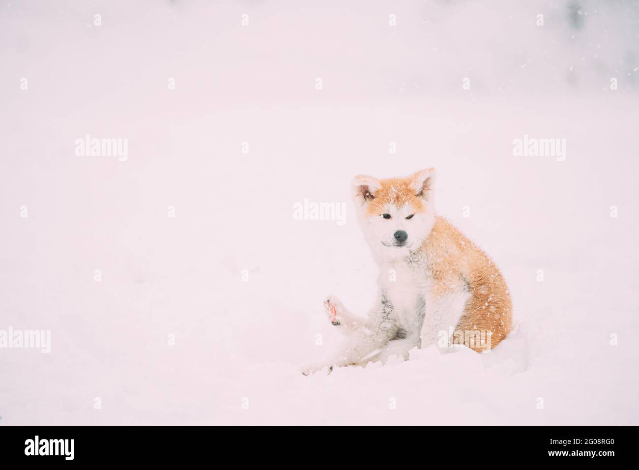 Bel cucciolo di Akita Dog o Akita Inu, giapponese Akita si insedia nella neve in inverno giorno Foto Stock