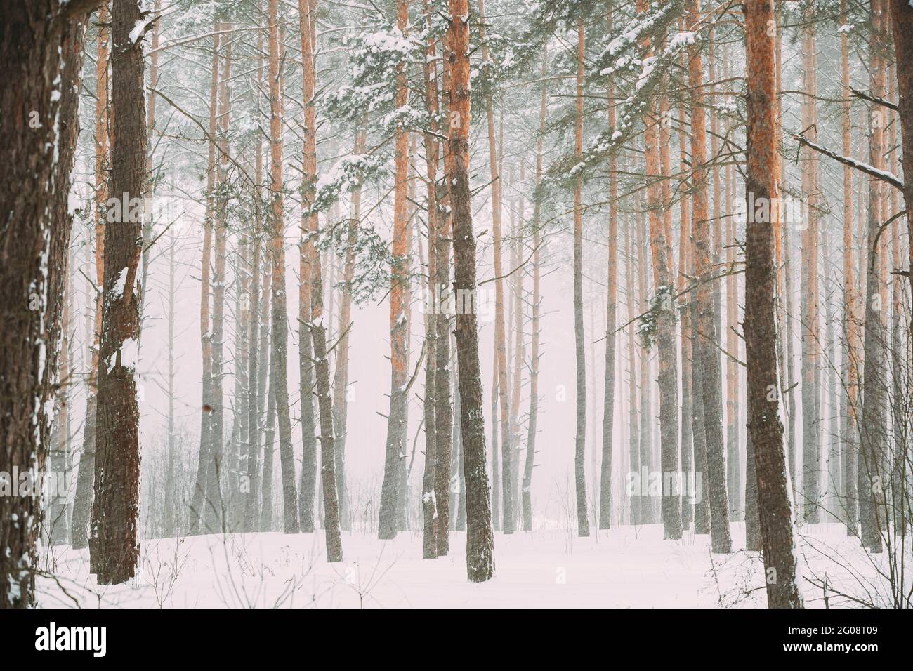 Bella Foresta bianca innevata nel giorno di inverno Frosty. Nevica in Winter Frost Woods. Neve tempo. Inverno Foresta di conifere innevata. Blizzard in giorno ventoso Foto Stock