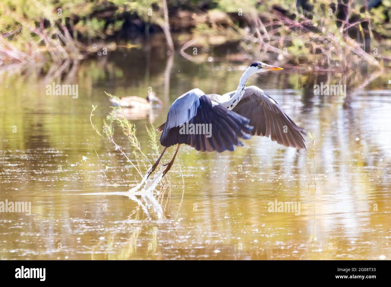 Airone grigio - Ardea cinerea - volo nella zona naturale di Marismas del Odiel, Huelva, Andalusia, SPAI Foto Stock