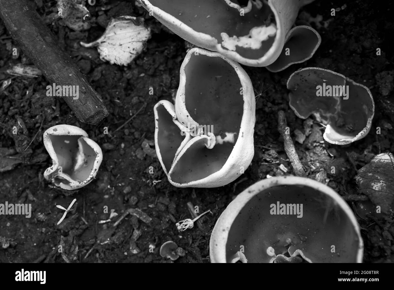 Funghi rotti su un pavimento di foresta Foto Stock