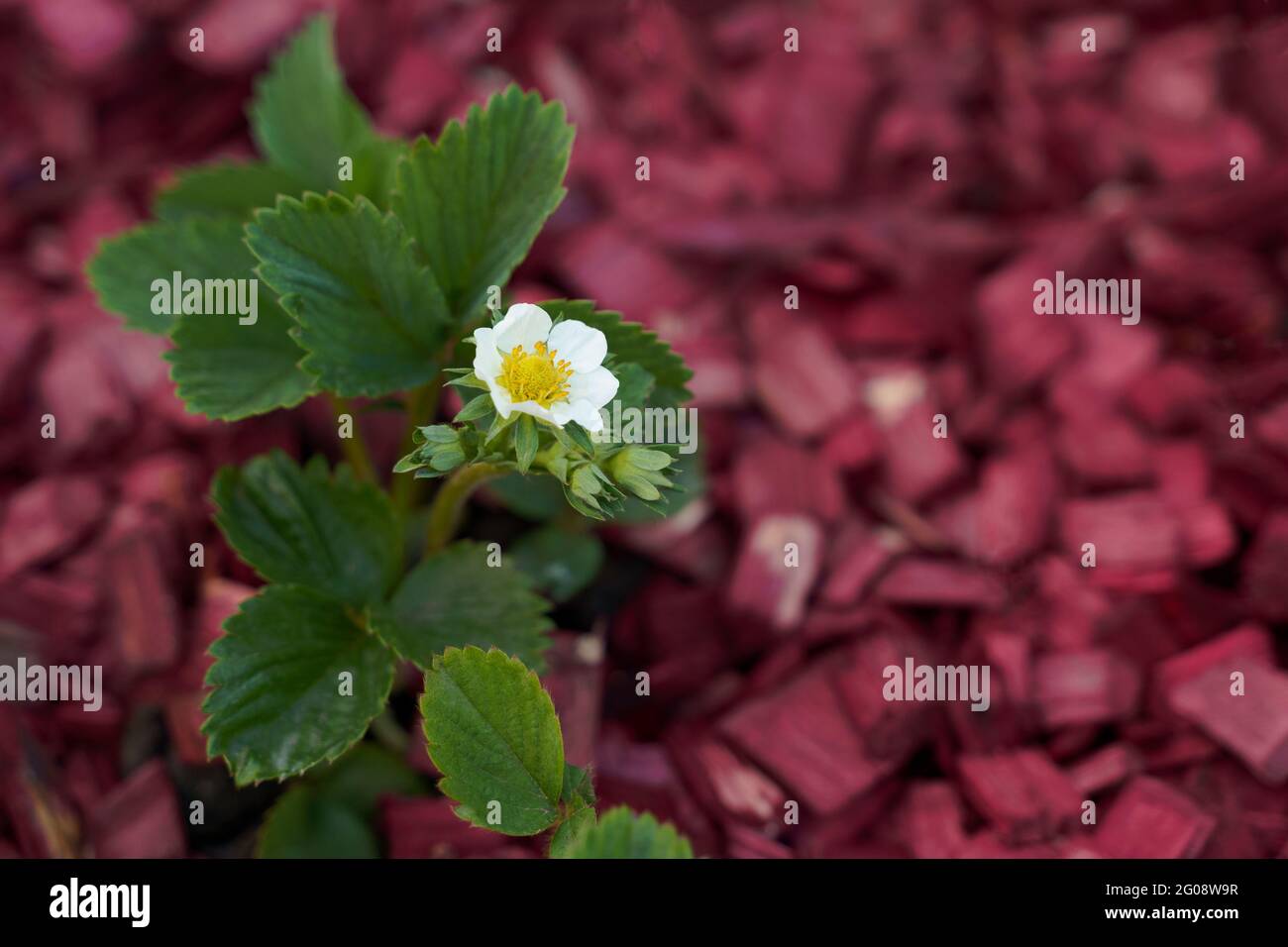 strawberry germogli pianta verde con fiore bianco su sfondo di legno rosso Foto Stock