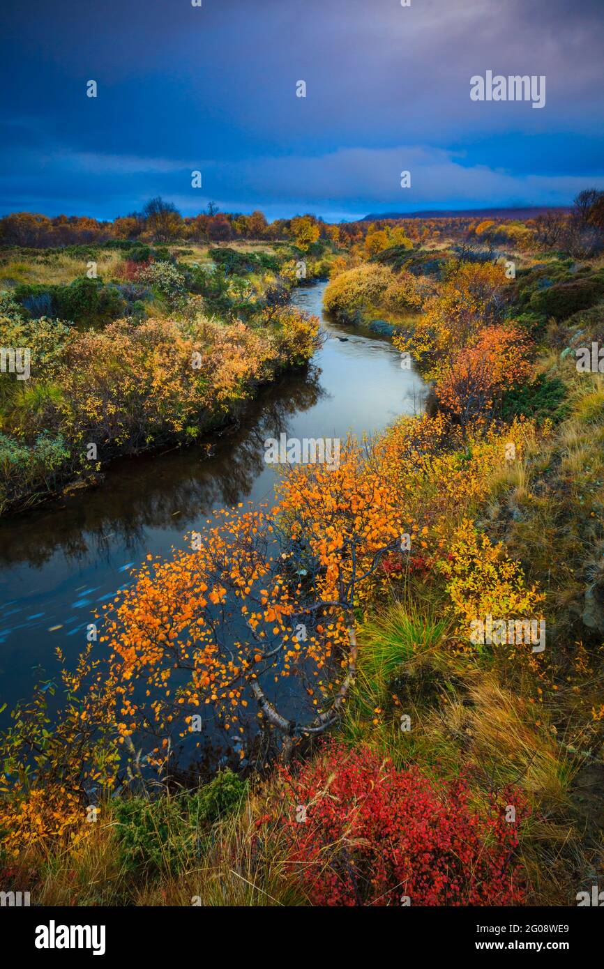Il variopinto fogliame autunnale circonda un piccolo fiume nella riserva naturale di Fokstumyra, Dovre, Norvegia, Scandinavia. Foto Stock