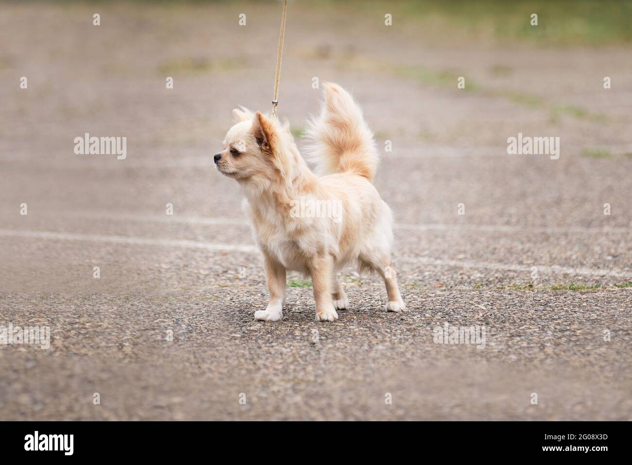 Lungo capelli pelosi bianco Chihuahua cane si alza in piedi al cane mostra  e posa splendidamente. Cane giocattolo di charme che si inserisce in tasca  o in borsa Foto stock - Alamy