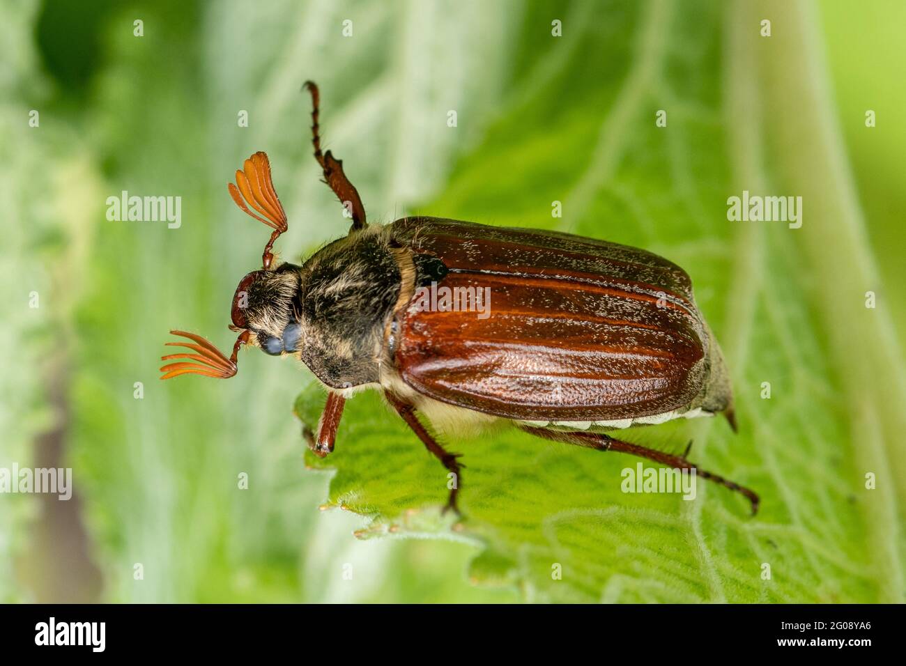 Scarafaggio chiamato anche un bug di maggio (melolontha melolontha, Regno Unito. Un insetto maschio Foto Stock