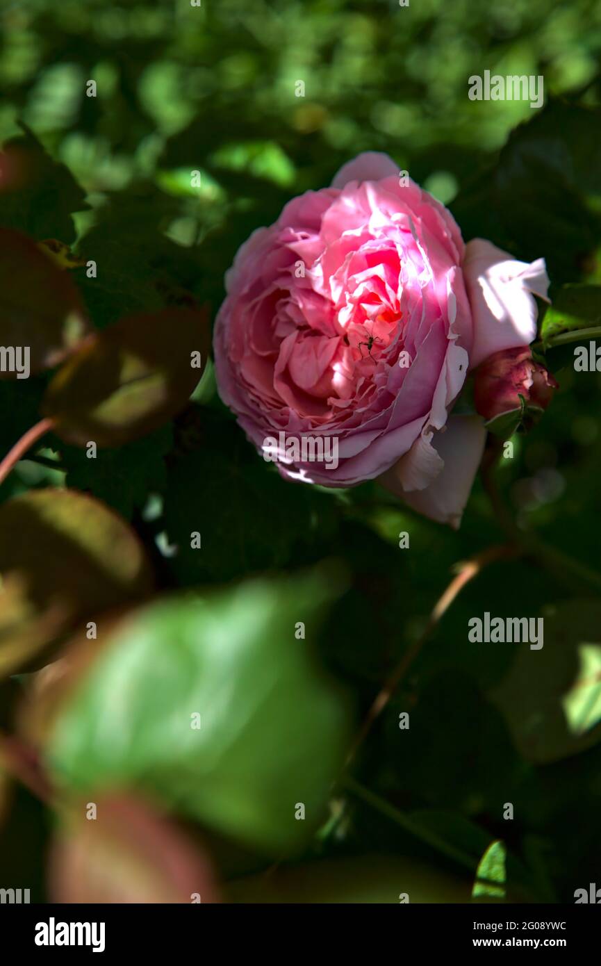 Rosa vecchie rose con fogliame in fiore visto da vicino Foto Stock