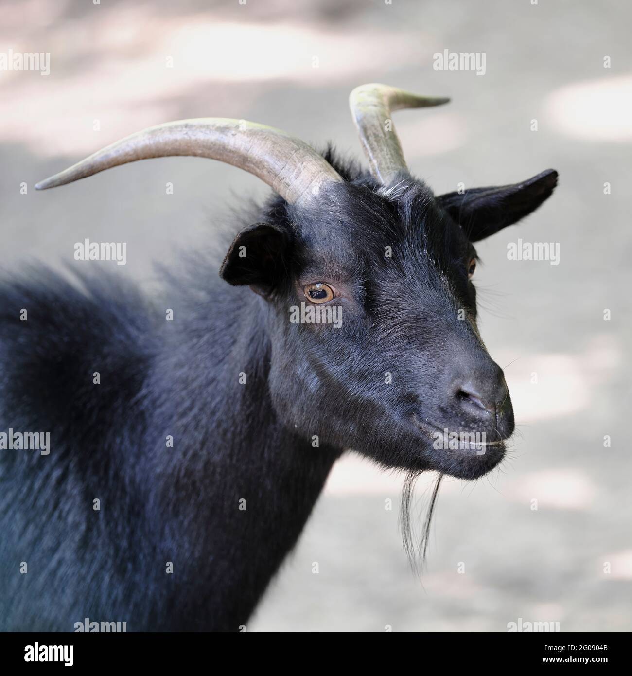 Ritratto ravvicinato di una capra nera con corna curve, che mostra espressione calma, barba e luce naturale soffusa. Foto Stock