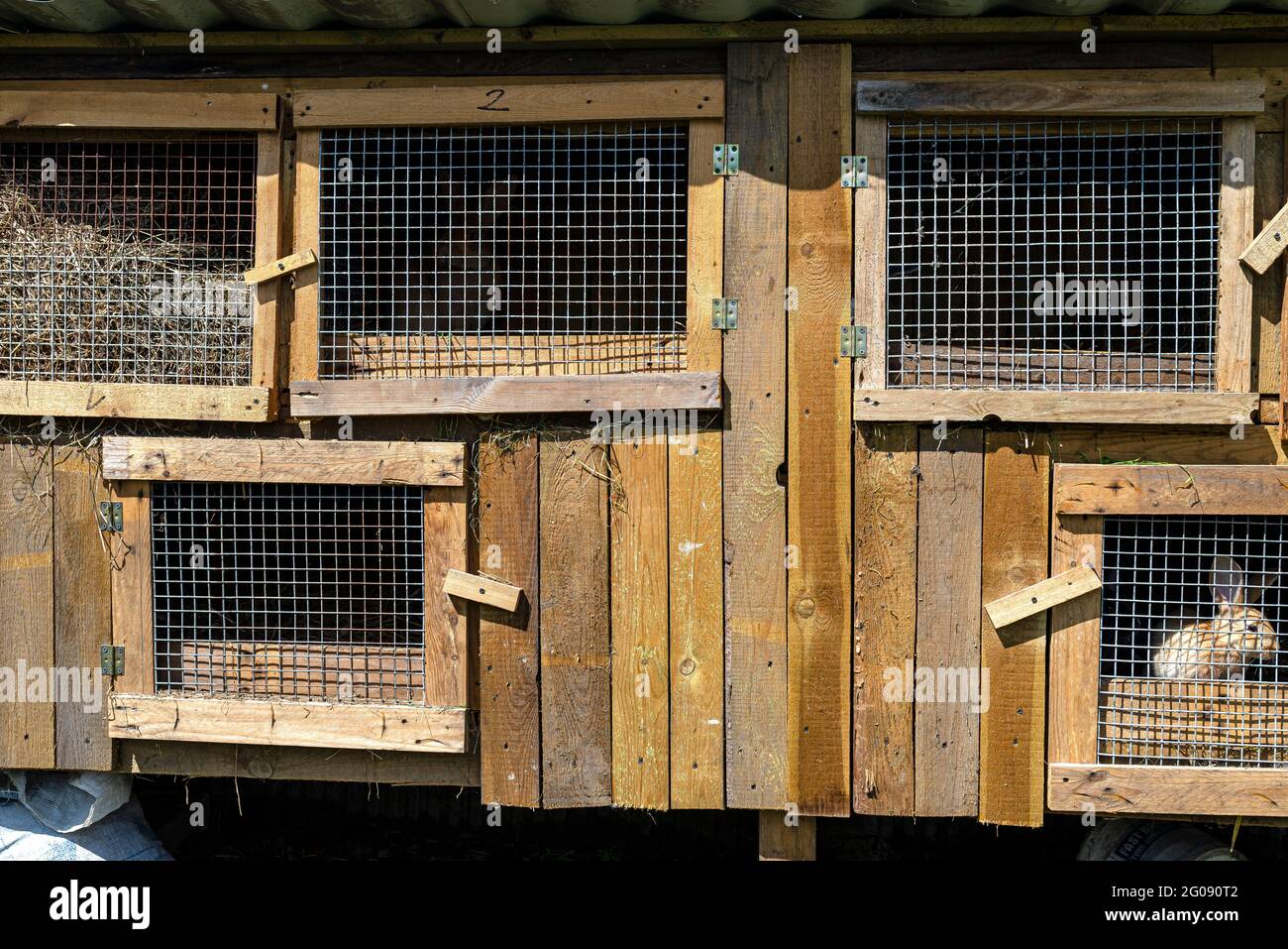 Gabbia di legno con rete metallica sulla porta per l'allevamento di  conigli, in piedi in campagna Foto stock - Alamy