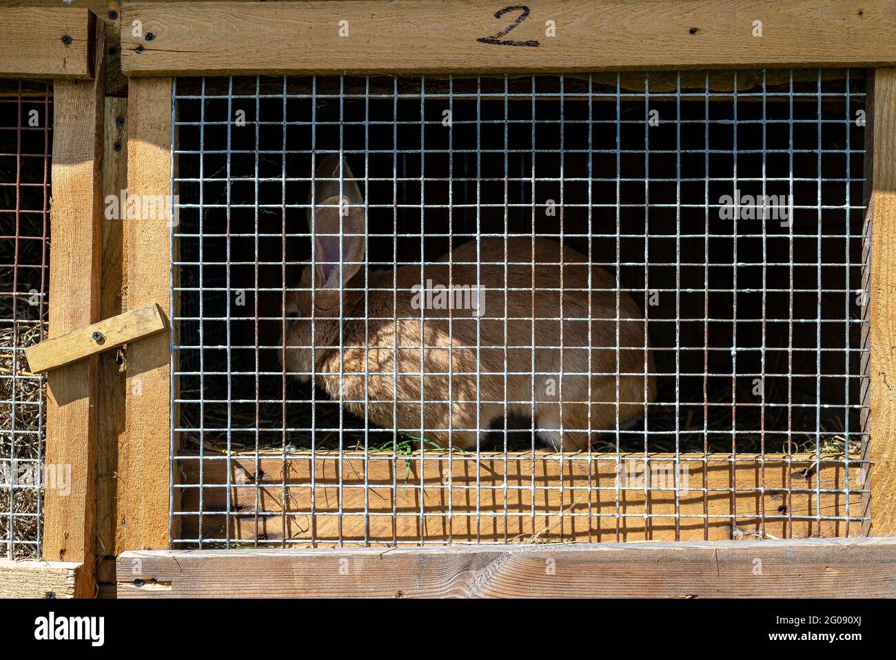 Gabbia di legno con rete metallica sulla porta per l'allevamento di conigli,  in piedi in campagna Foto stock - Alamy
