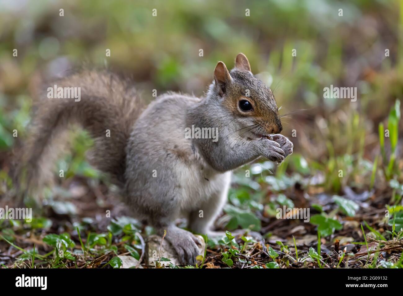 Simpatico scoiattolo giovane Foto Stock
