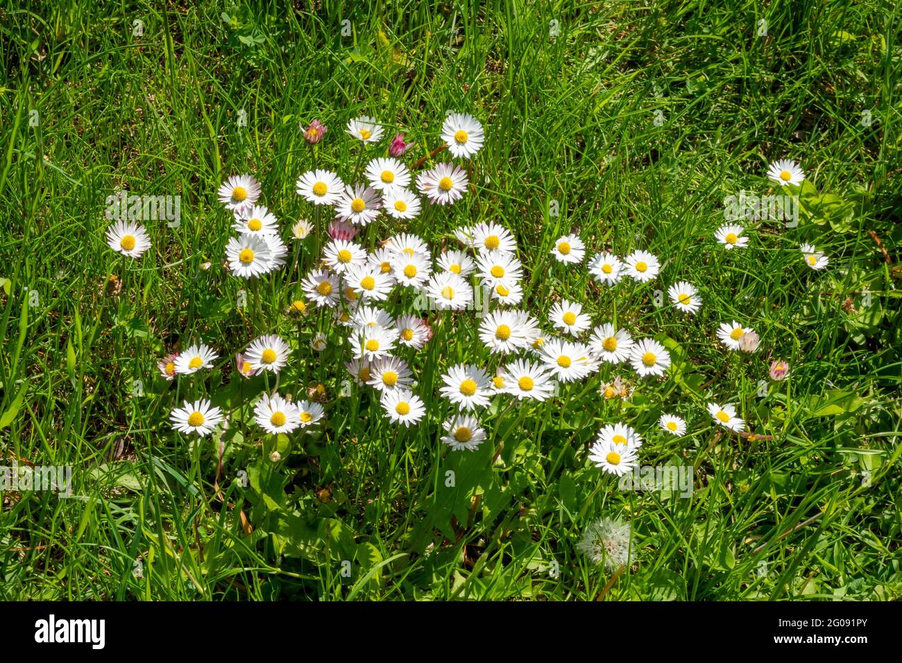 Un piccolo gruppo di margherite comuni in erba di campo ruvida Foto Stock