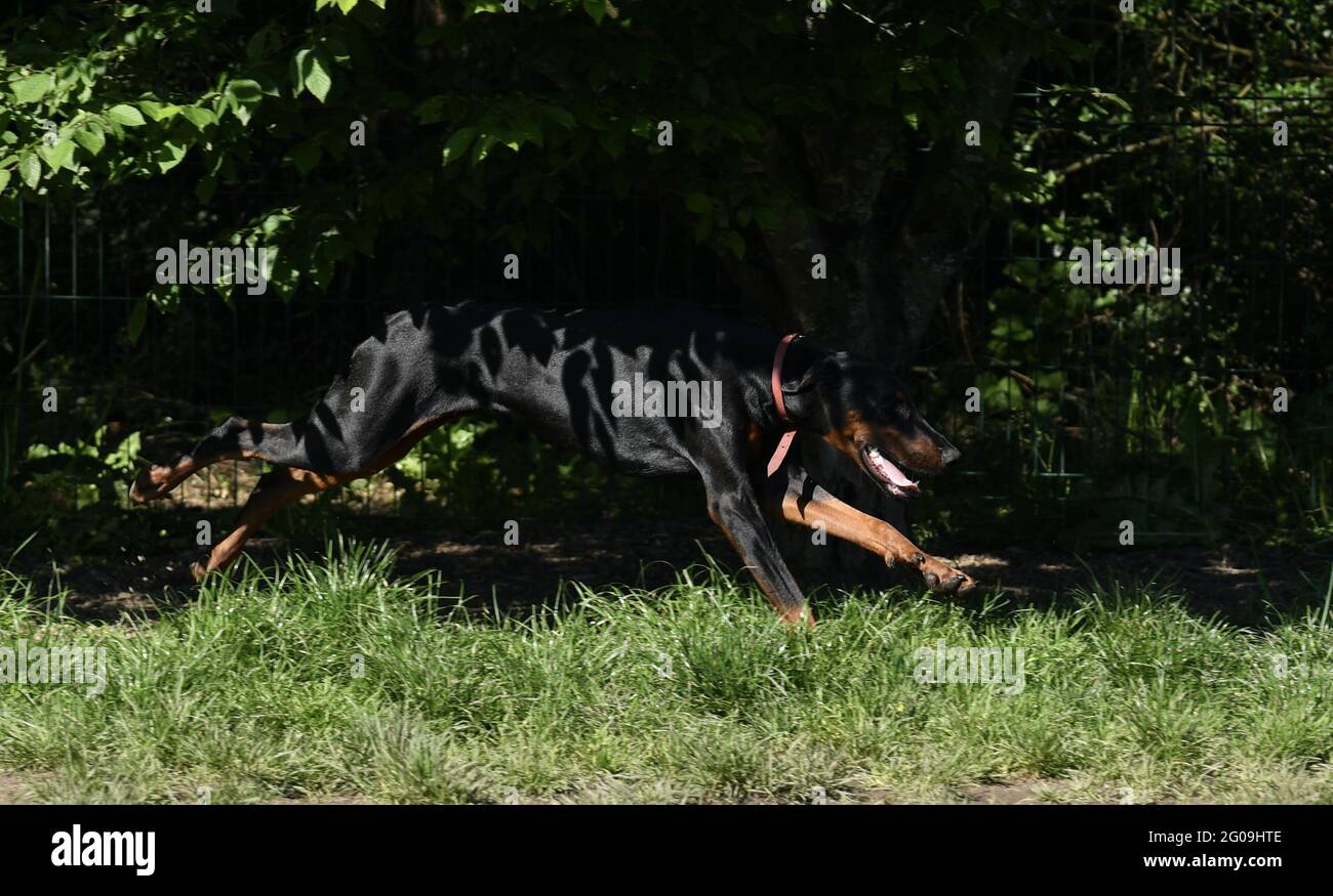 Un bel Doberman che corre veloce Foto Stock