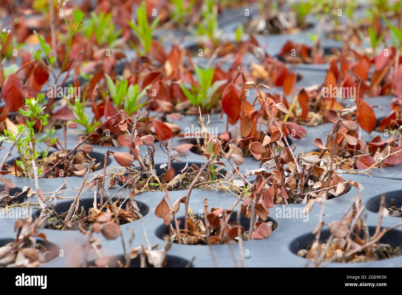 Talee coltivate in un vassoio crescente con pentole rotonde in un verde Foto Stock