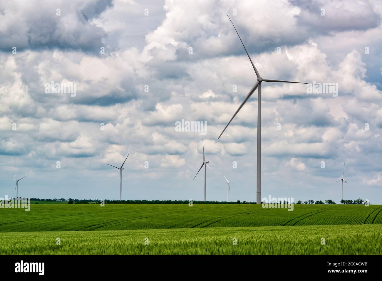 Centrale eolica con turbine poste in un campo di grano Foto Stock