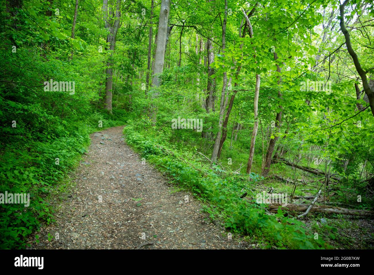 Idilliaca scenario di foresta incantata con foglie verdi e tortuoso sentiero sterrato. Serena natura sfondo, colore verde in lussureggiante fogliame. Nessuna gente. Foto Stock