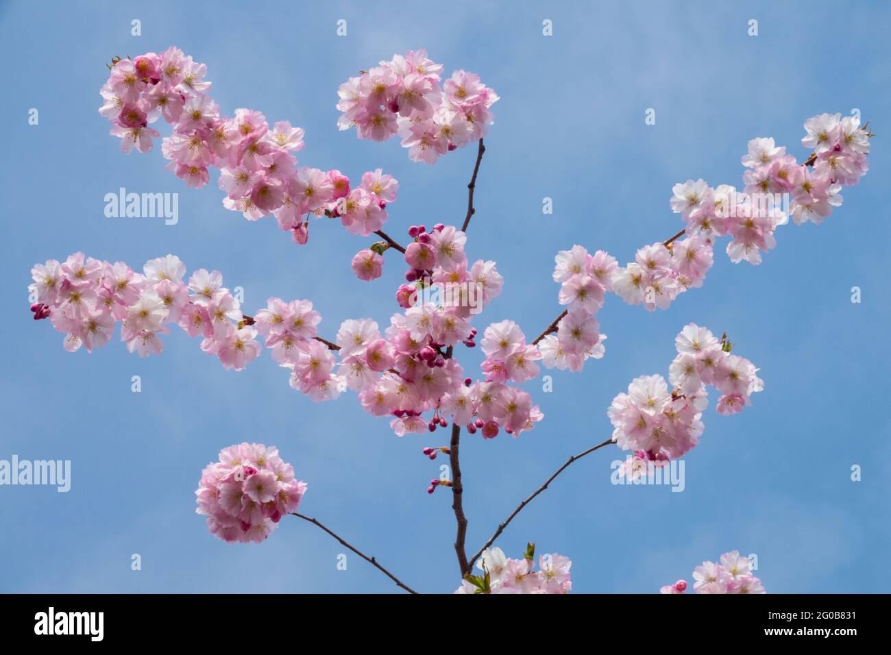 Prunus Pink Flowers Fiori Fiori sbocciati contro il cielo blu Fiori rosa Fiori rami Fiori di ciliegio fioritura inizio primavera Rosea Colour aprile Foto Stock