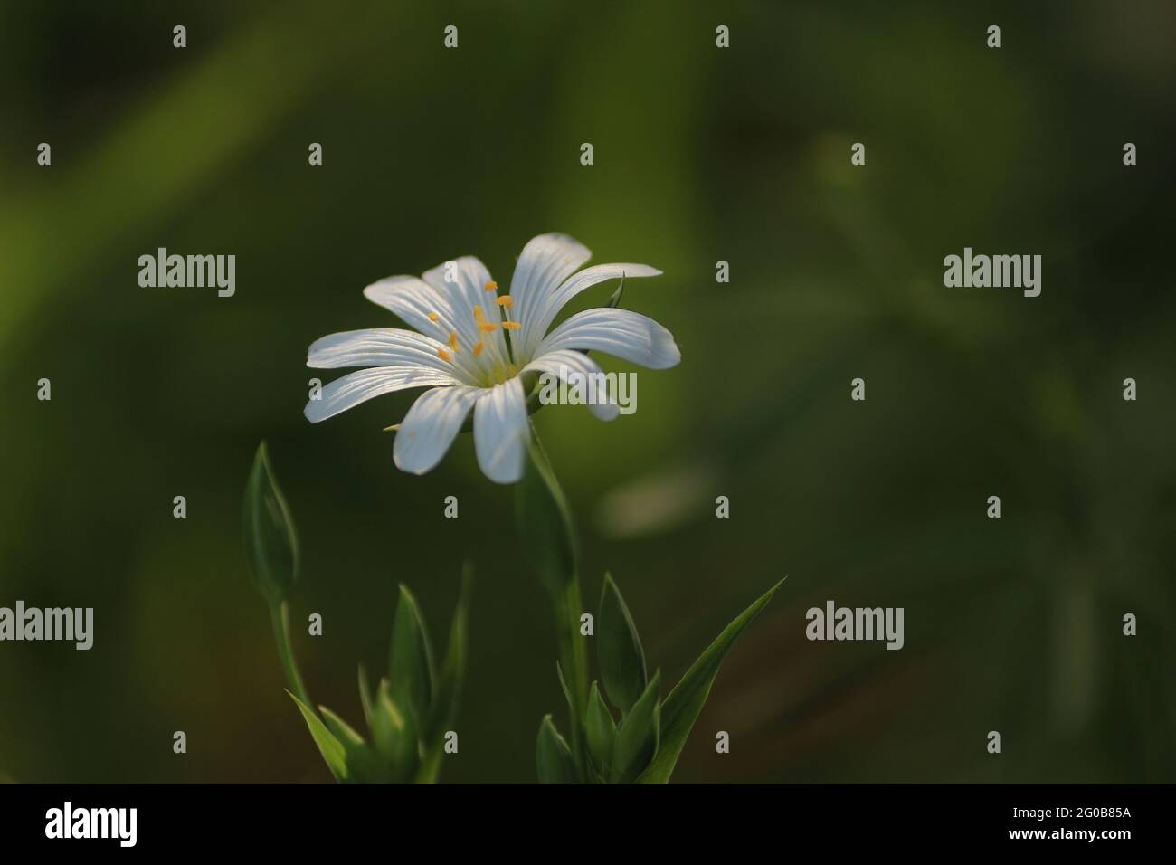 Rabelera ologea, più grande cucito. Fiore bianco con riflessi gialli alla luce del sole su sfondo verde scuro in primo piano all'aperto. Foto Stock