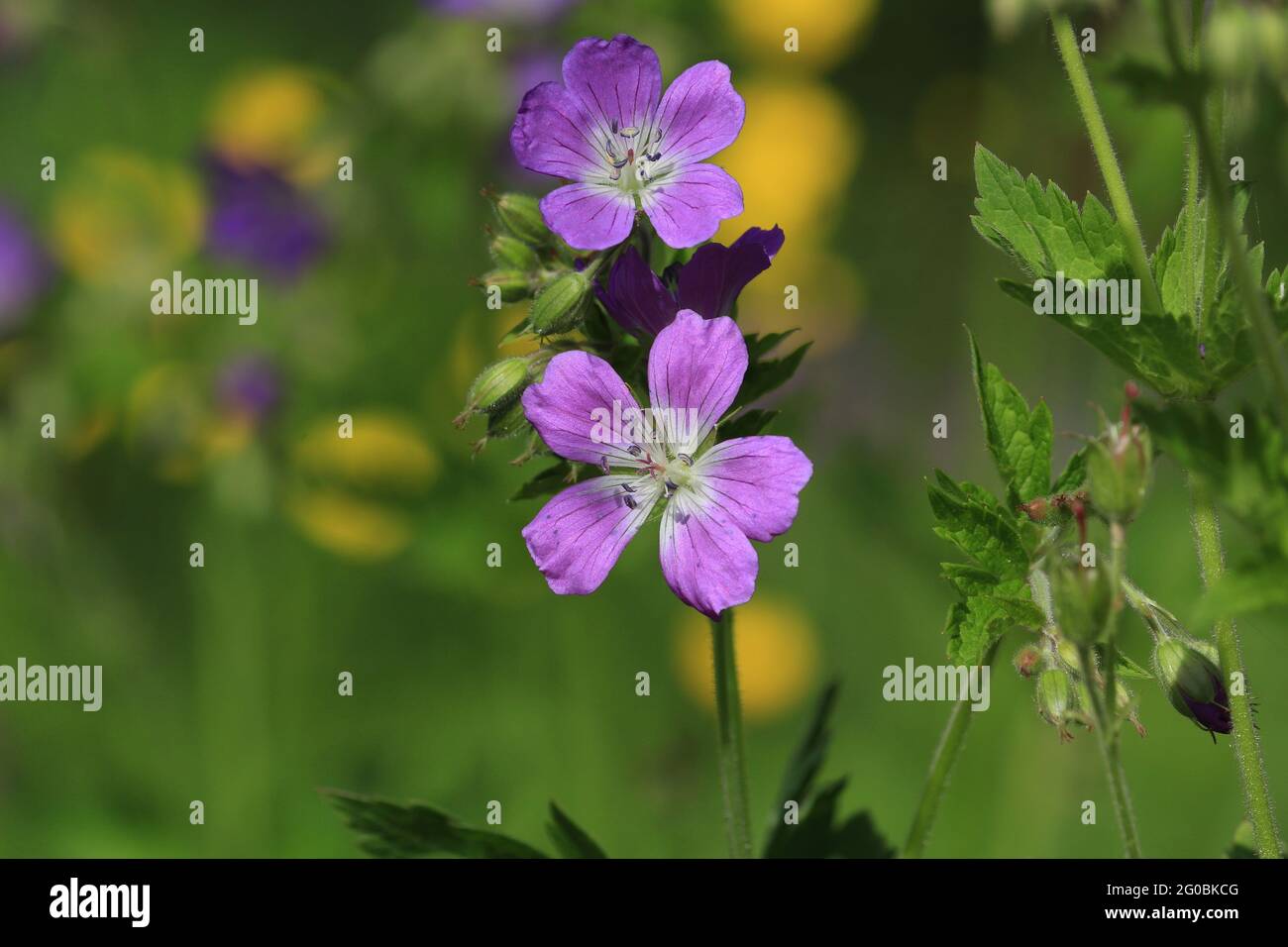 Geranio sylvaticum, becco di gru, geranio di bosco. Fiori viola e gialli luminosi su un prato verde alla luce del sole. Foto Stock